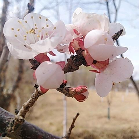 小太阳🌸