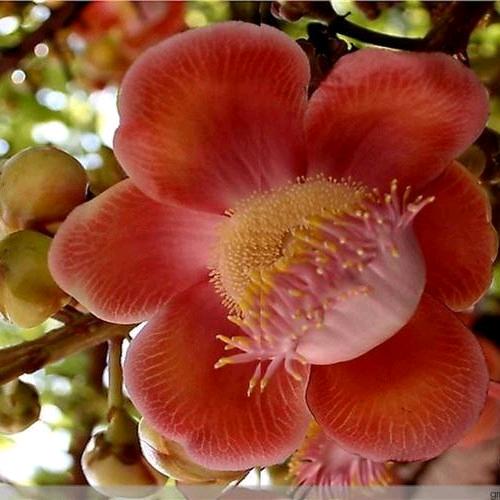 菩提花开