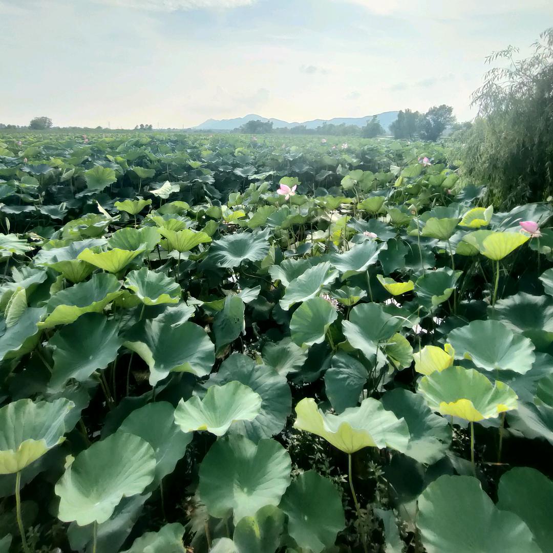 心有不甘的冷靖头像