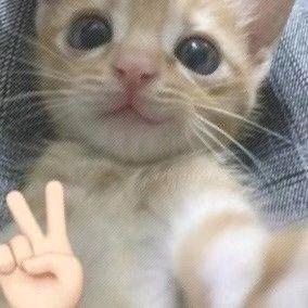 1LLL