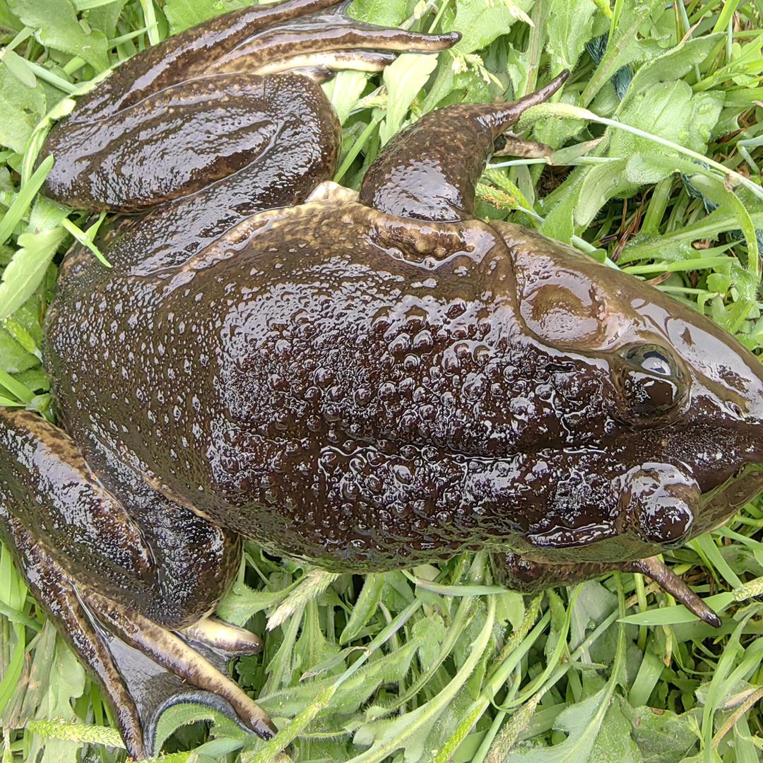 高山生态蛙（溪辰大海）