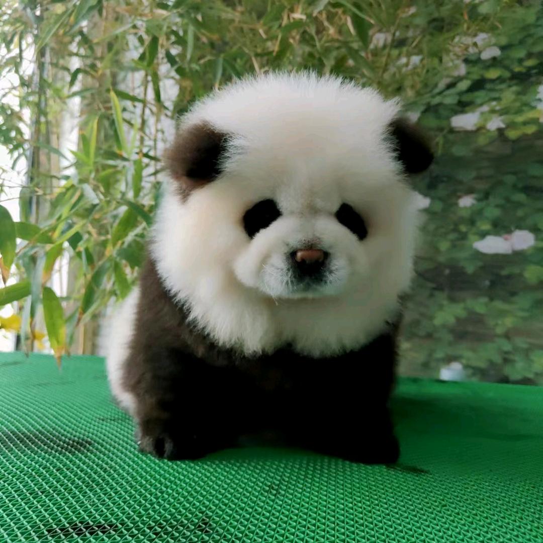 山东观赏动物养殖基地