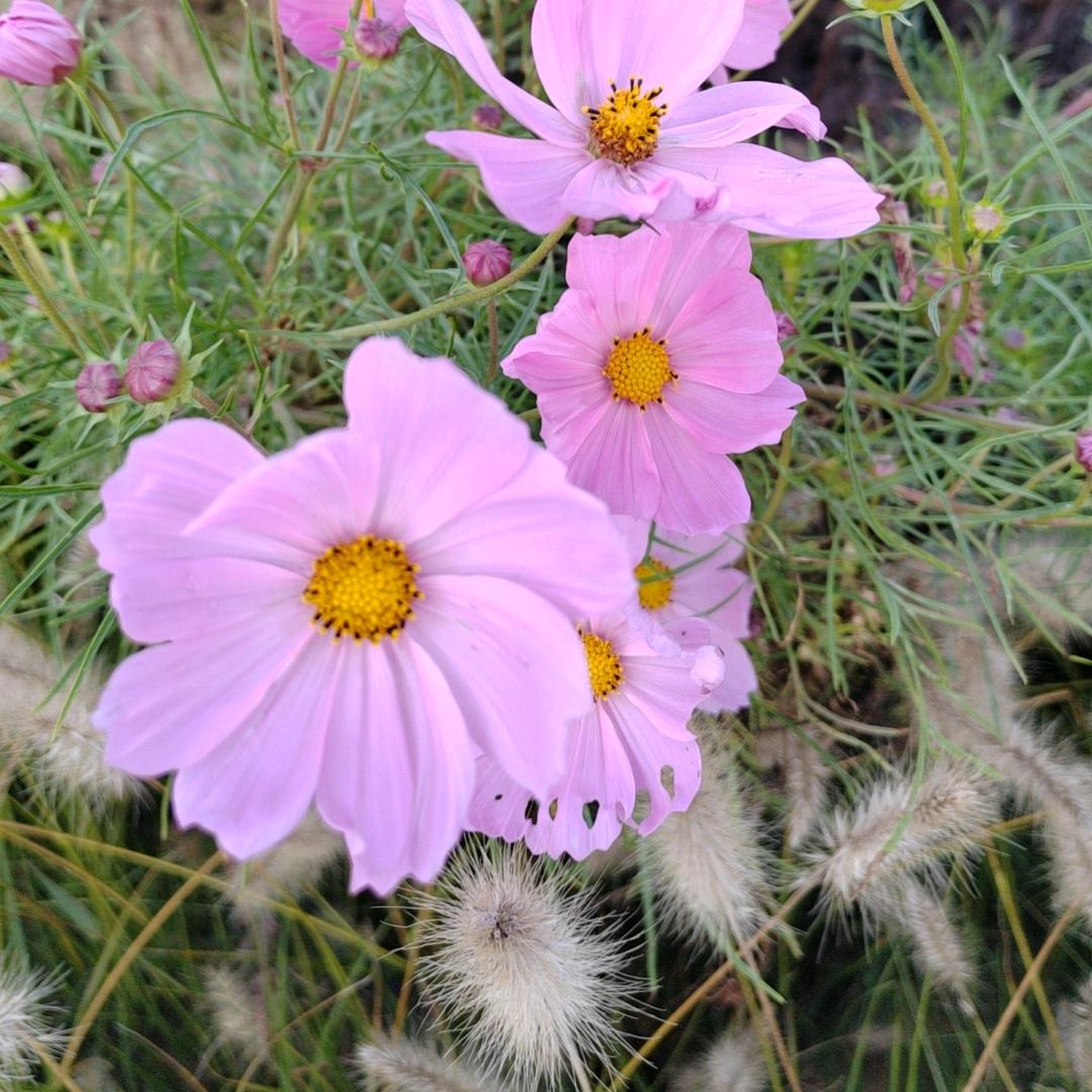 柴学云（谢绝连赞）