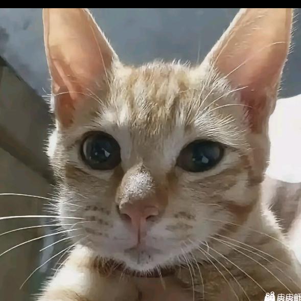 辣椒糊