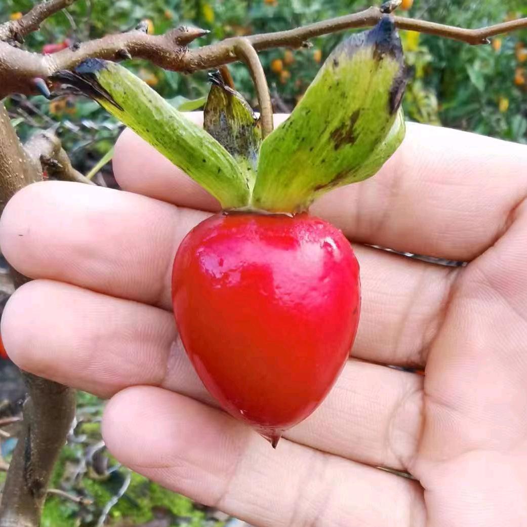 颐和品种老鸦柿