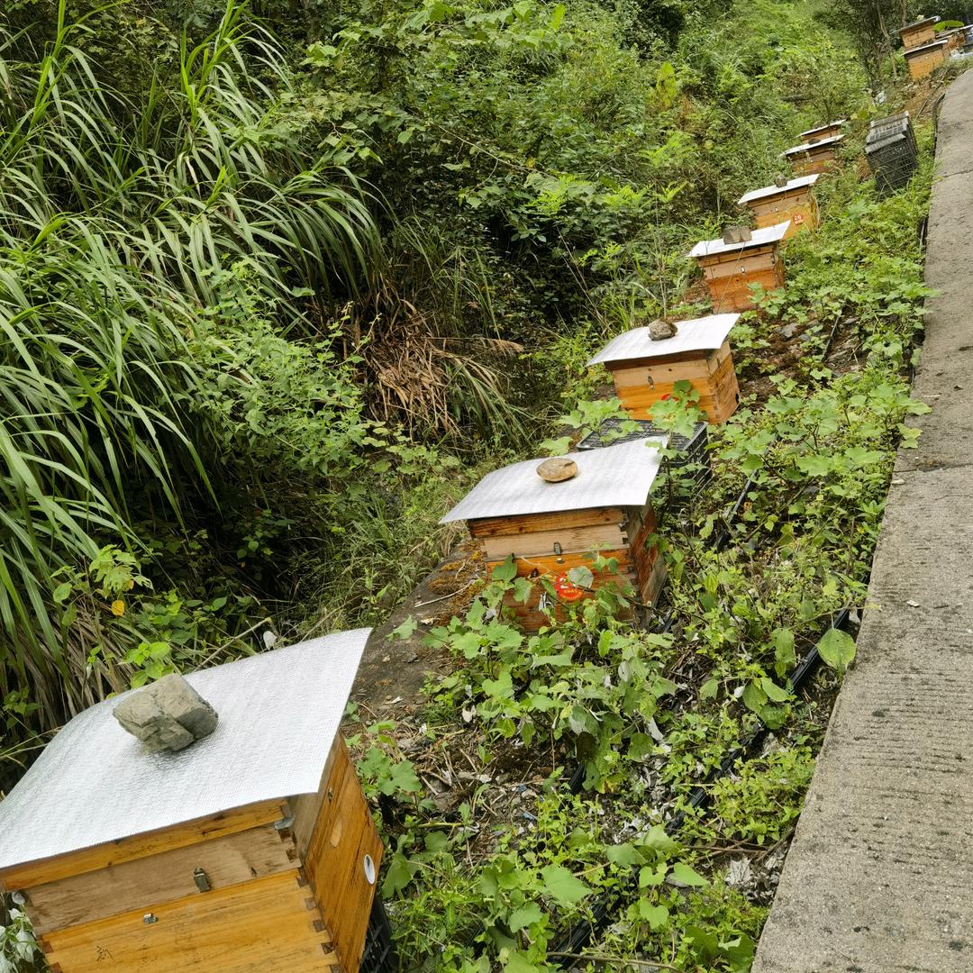 新蜂人[乡村助农]