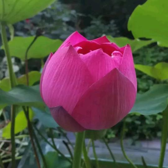 高平