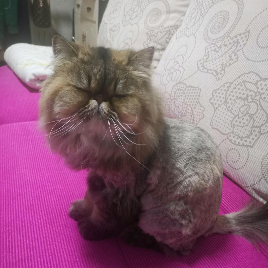 老猫