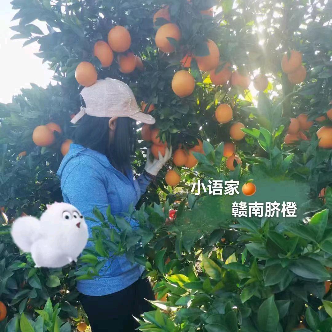 🍊语橙之心🍊