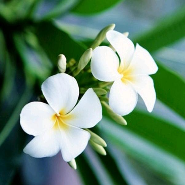 周胖子家常小炒