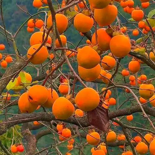 柿柿如意