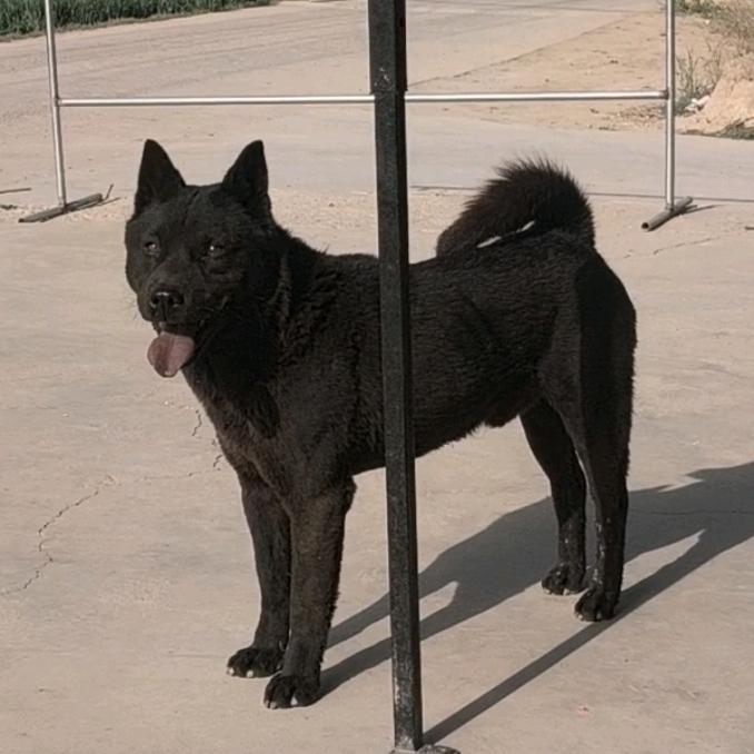 陕西田园犬发烧友