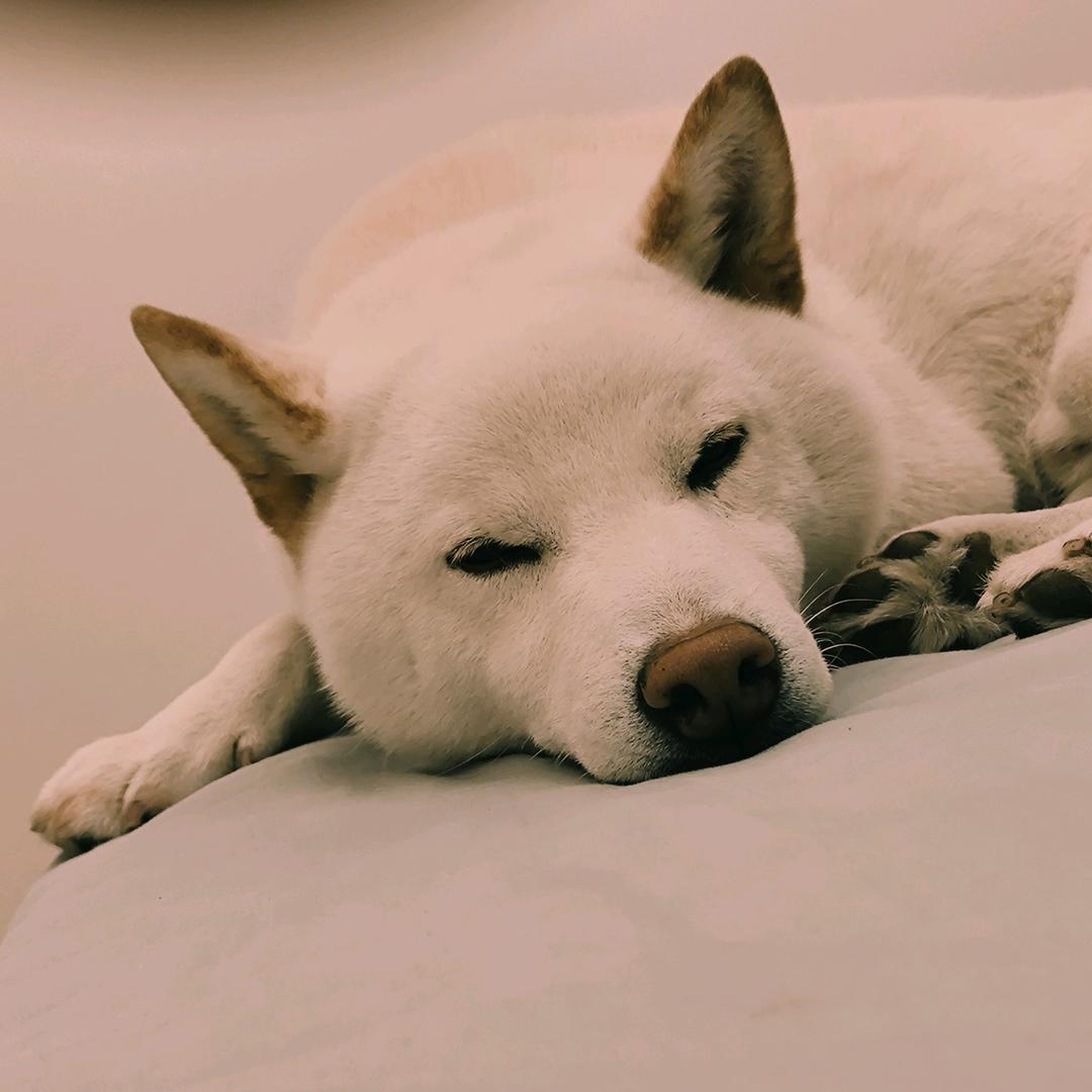 笑blue齿