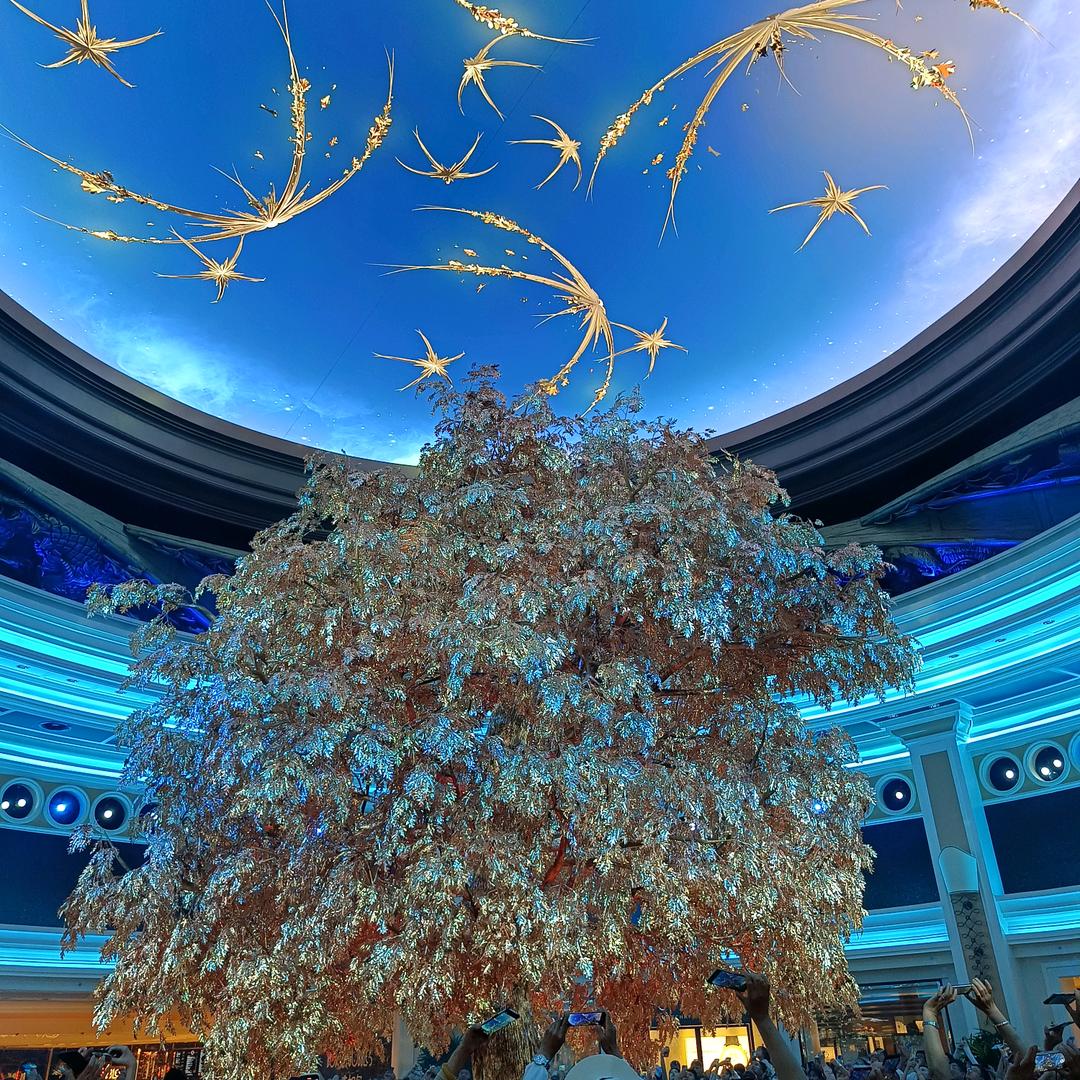 小强，粤K怀乡饲料佬