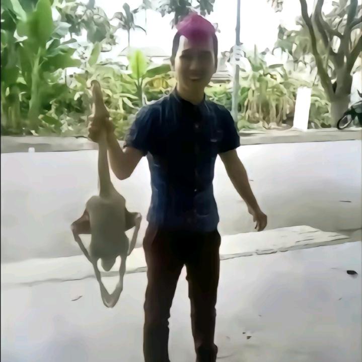 dk胆大鬼