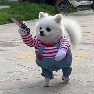 鑫鑫哒