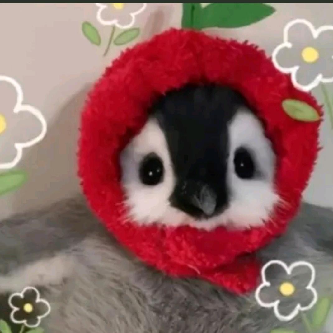苟始