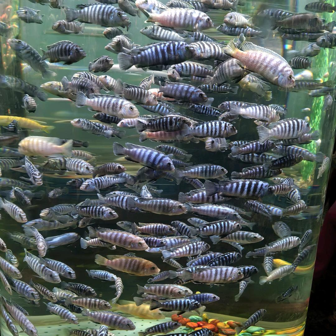 曹县郑倩胡辣汤水煎包总店