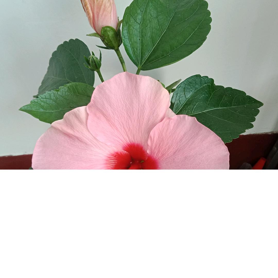 蝶恋花