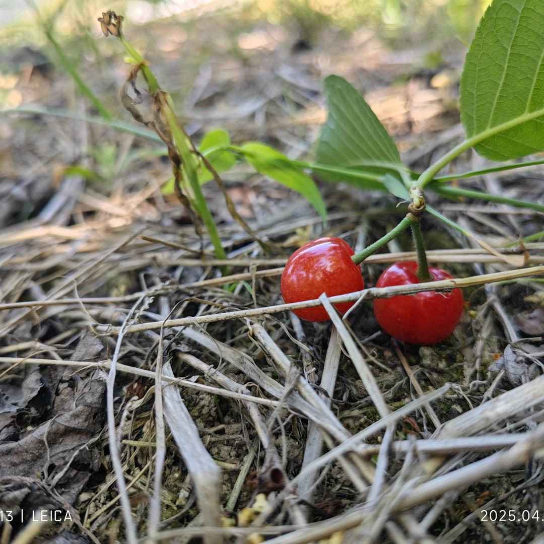 🍒