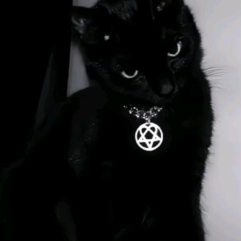 猫的房东