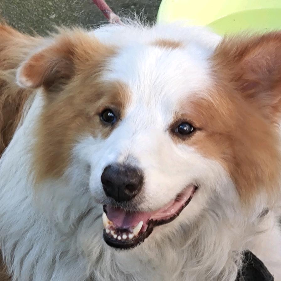 小菜包²³⁺¹⁰⁼³²