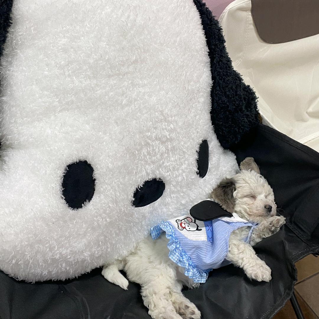 甜狗恰恰狗咖