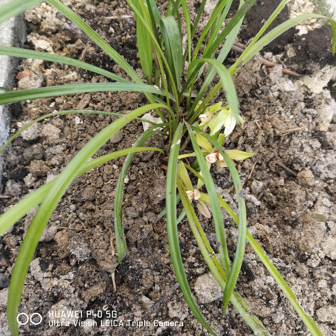 加德韩毛哥地摊火锅