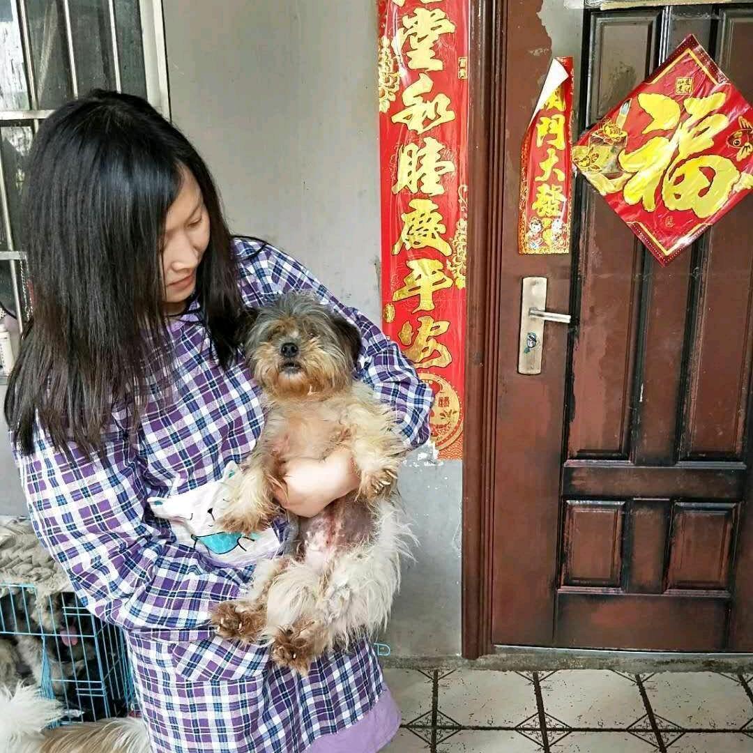 枣阳小黑流浪狗基地