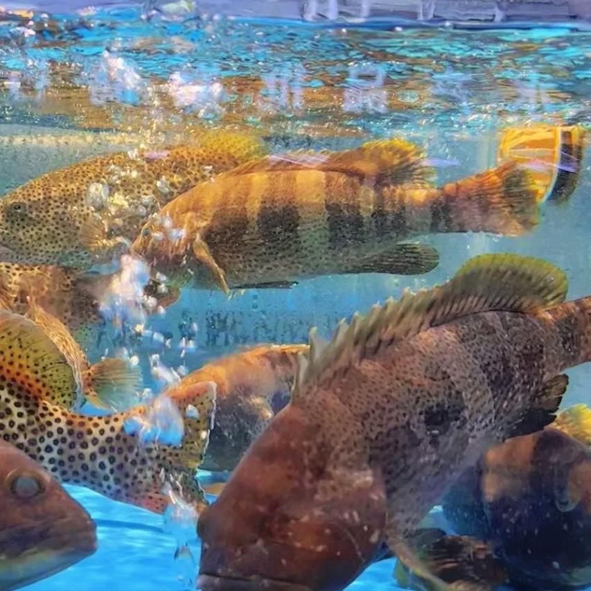 梅陇鲲鹏海鲜档