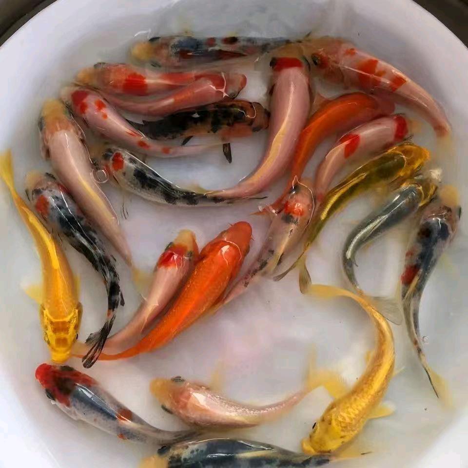 感恩（出售合法放生龟苗鱼苗）