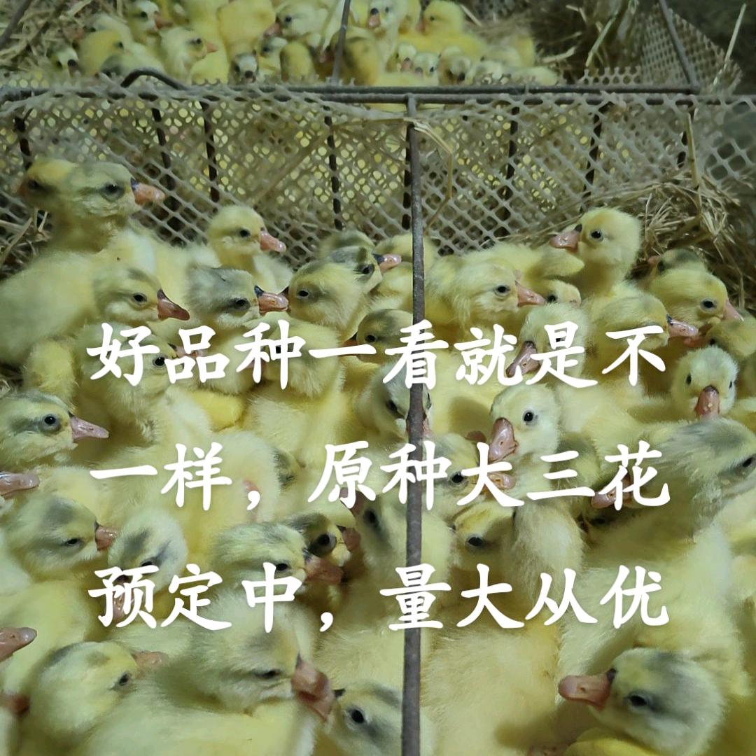 原种鹅苗孵化厂