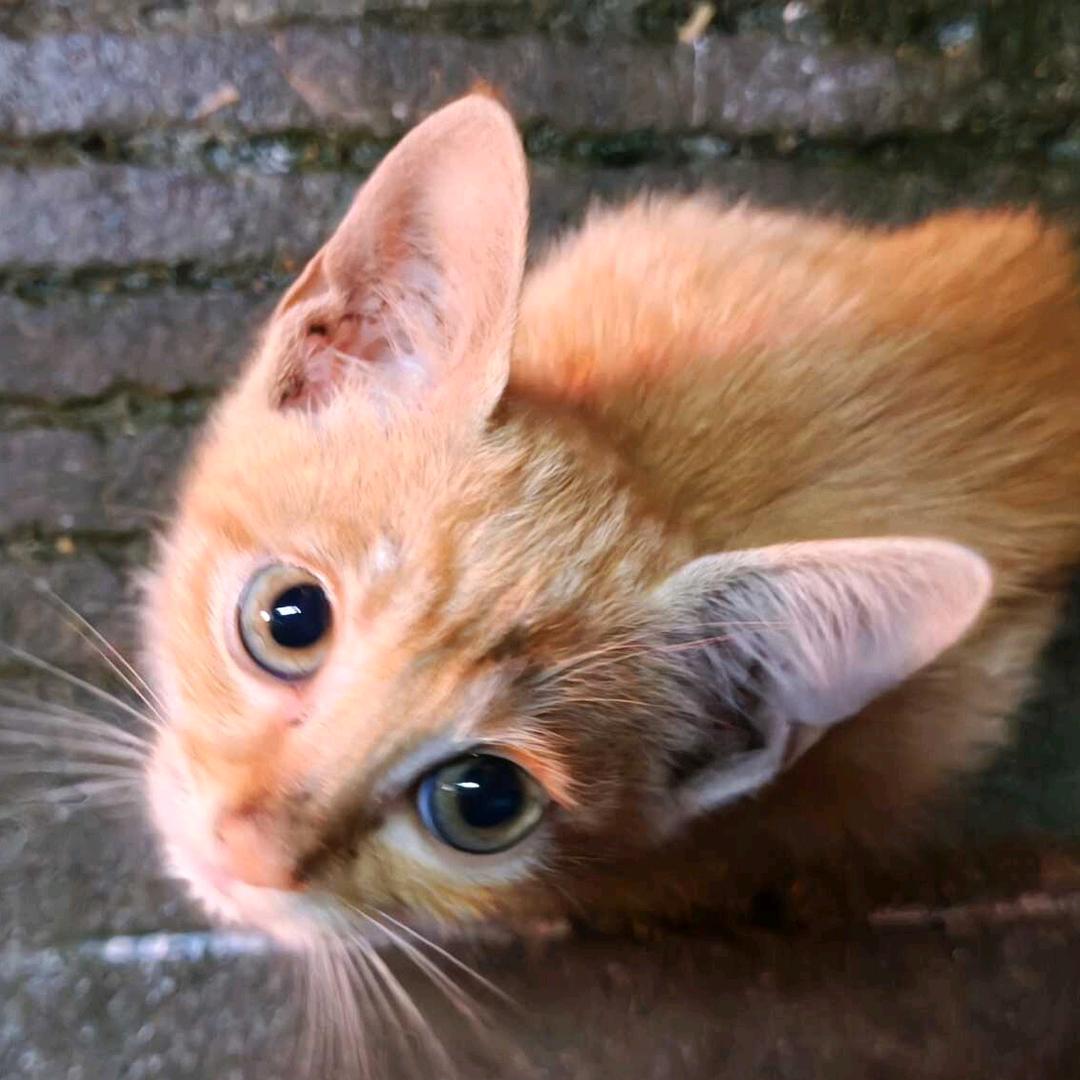 小肥肠