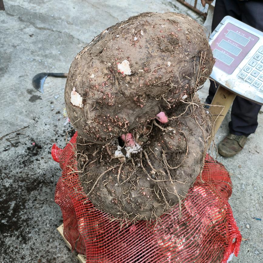 在贵州做魔芋生意的小晓魔芋哥（小林）