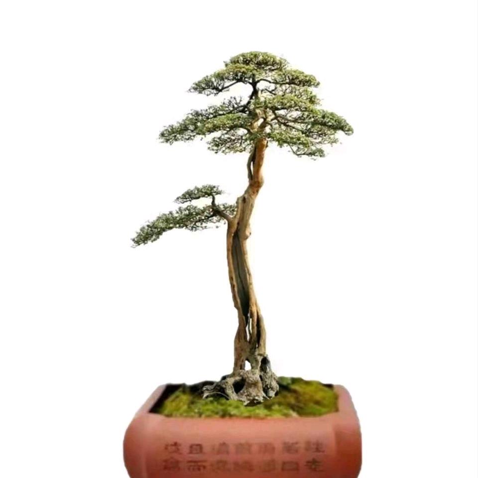 一米太行盆景