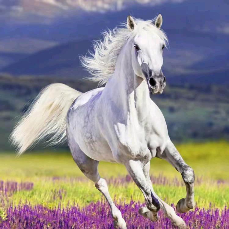 （国哥）正能量