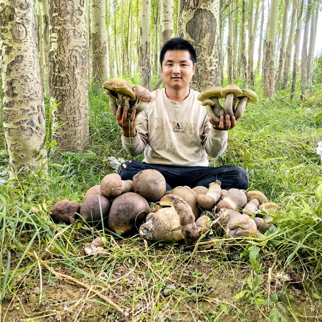 新疆山珍三农（小黑）
