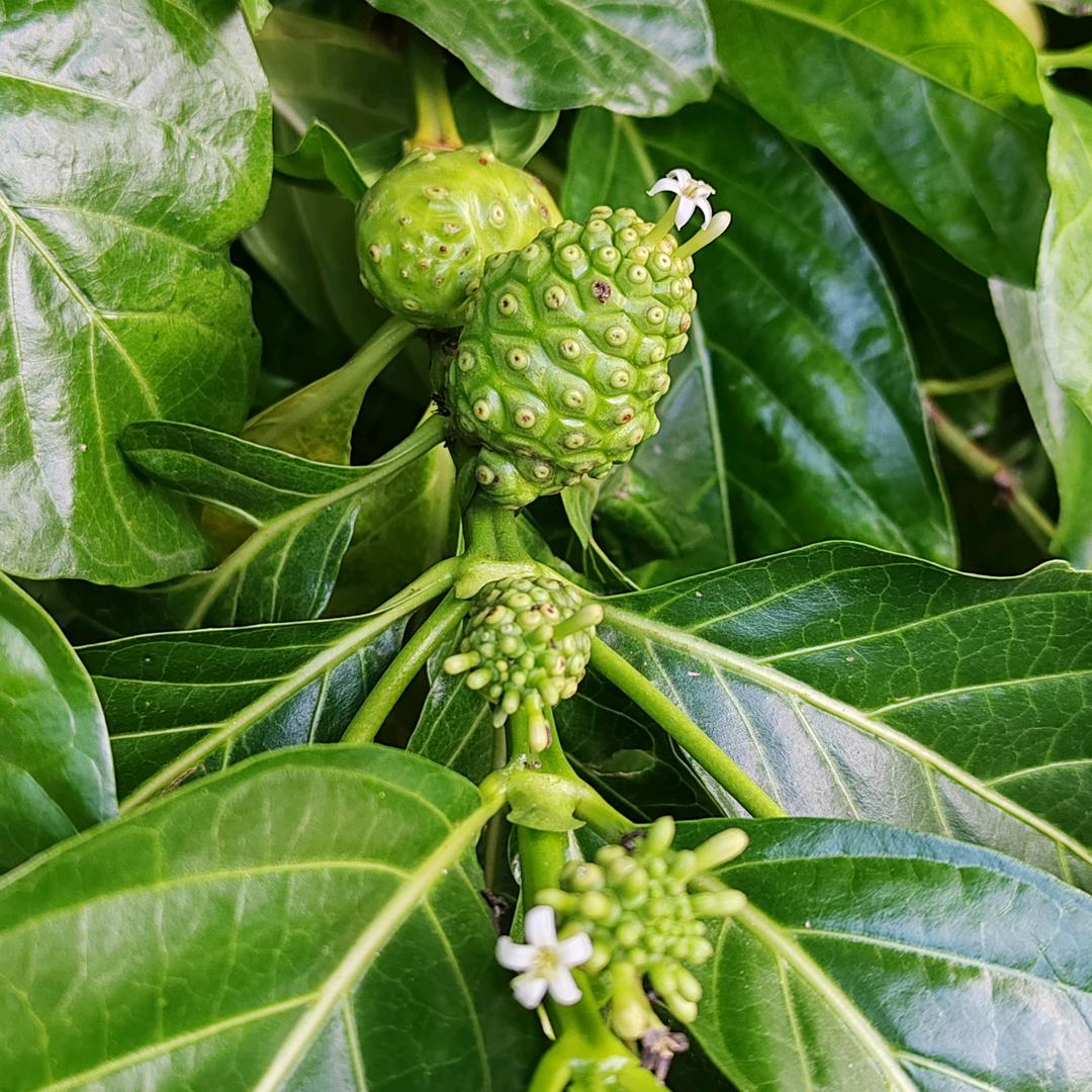 大陆