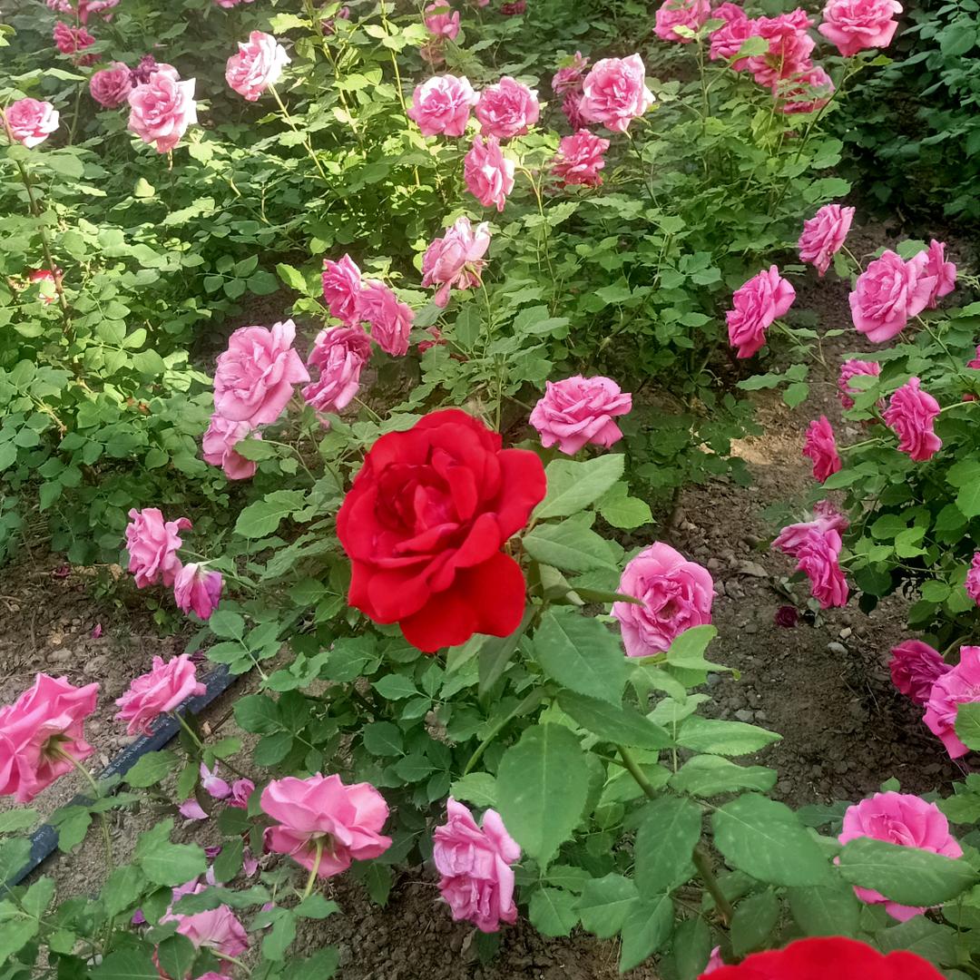 “景越”。❤️🌹🙏🏻