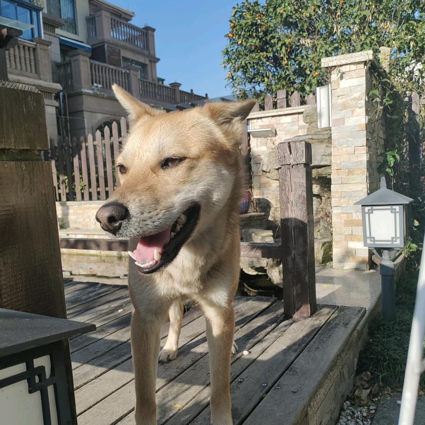 努力干活的狗子