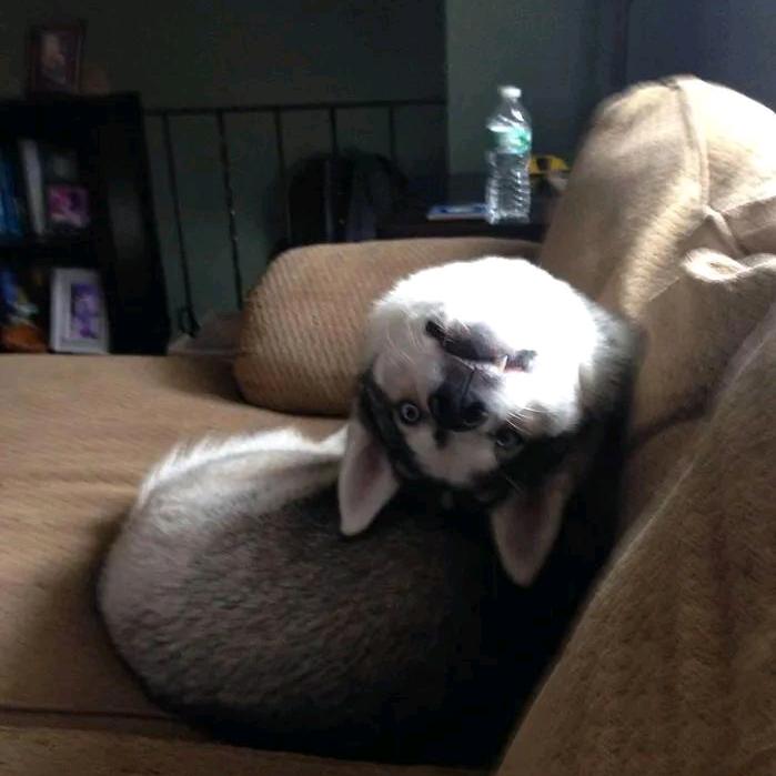 皮不卡秋秋网络科技