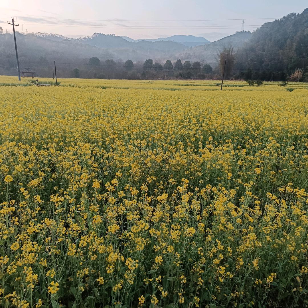 小国家