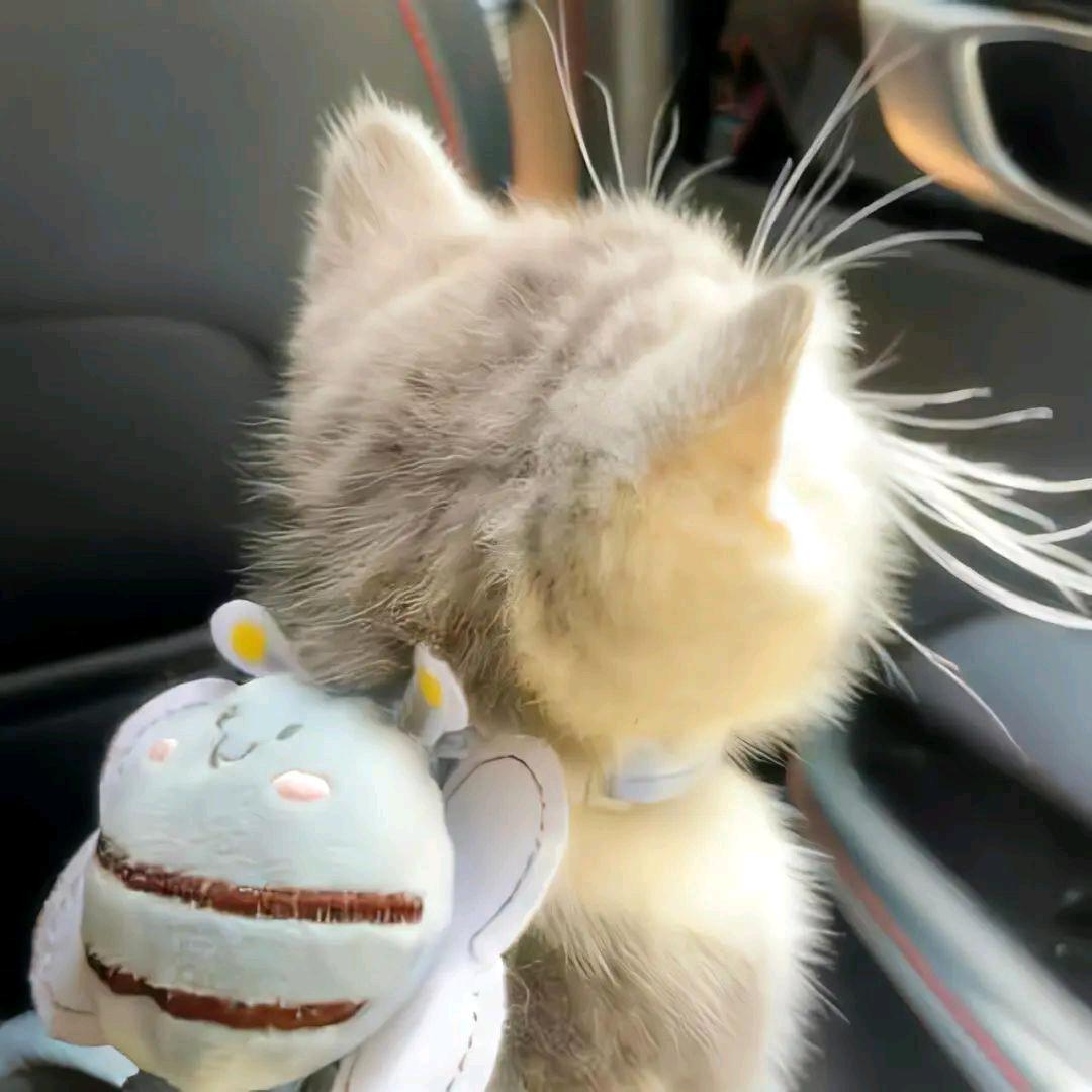 霸王喵ฅ^•ﻌ•^ฅ