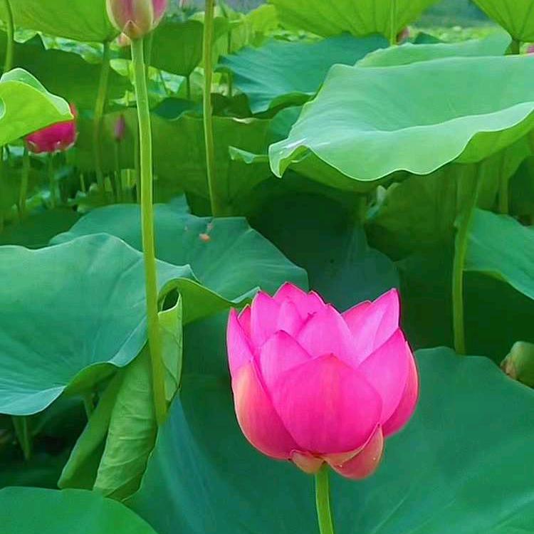 随缘巜拒私聊》