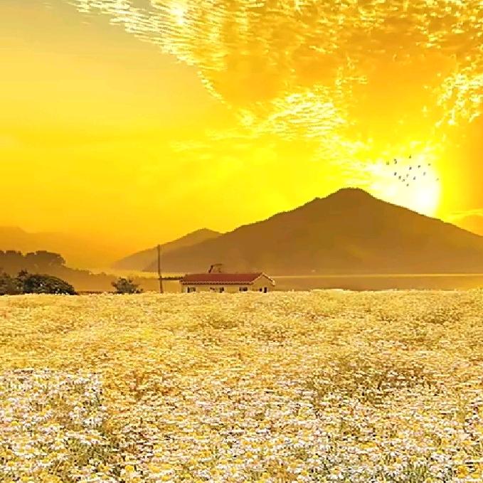 漫山小雏菊