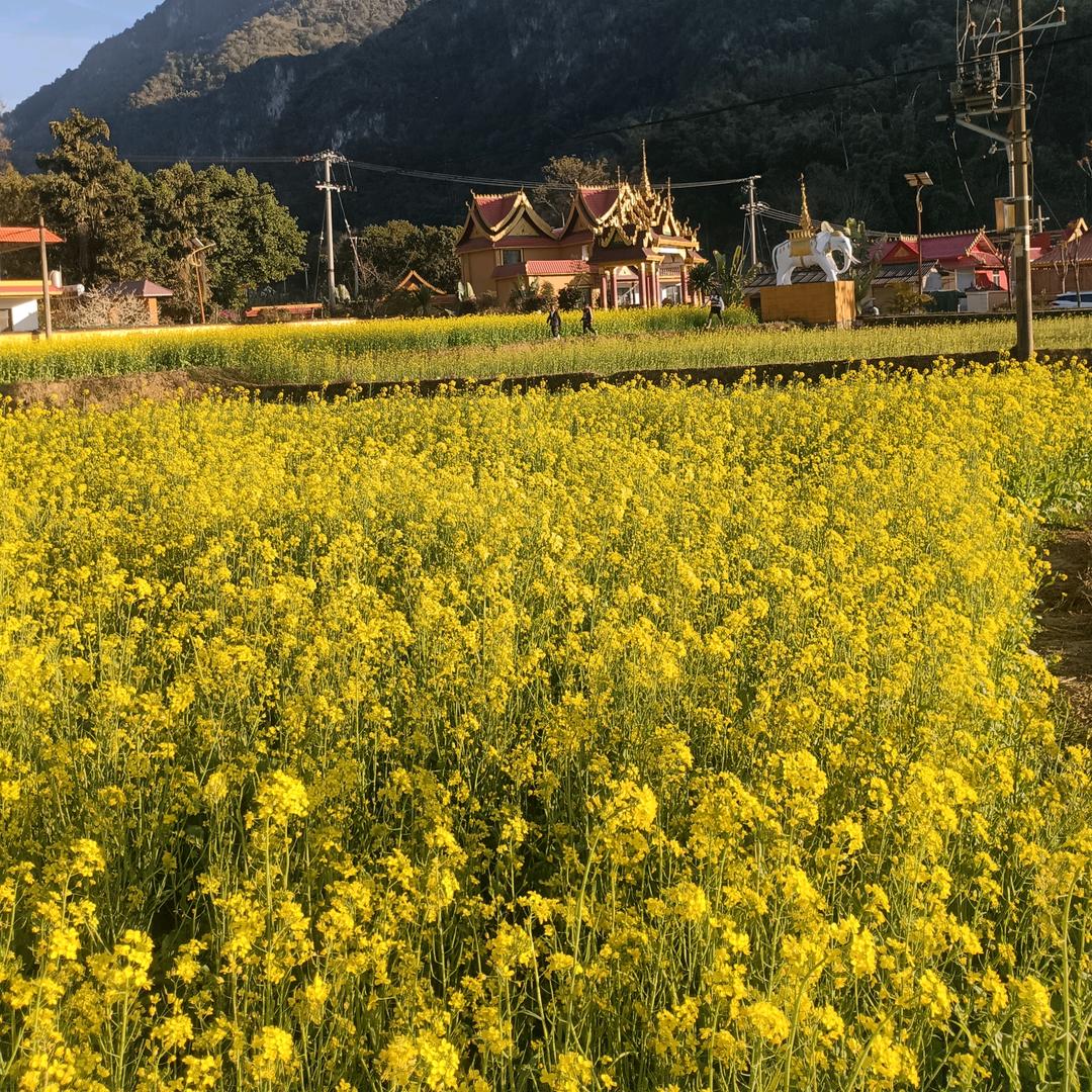 习惯成自然拒绝连赞）