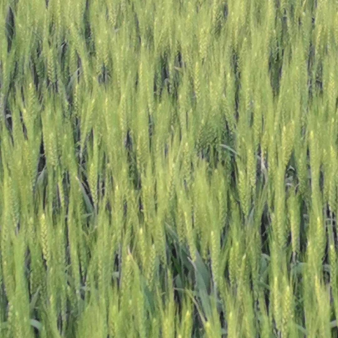 农场主