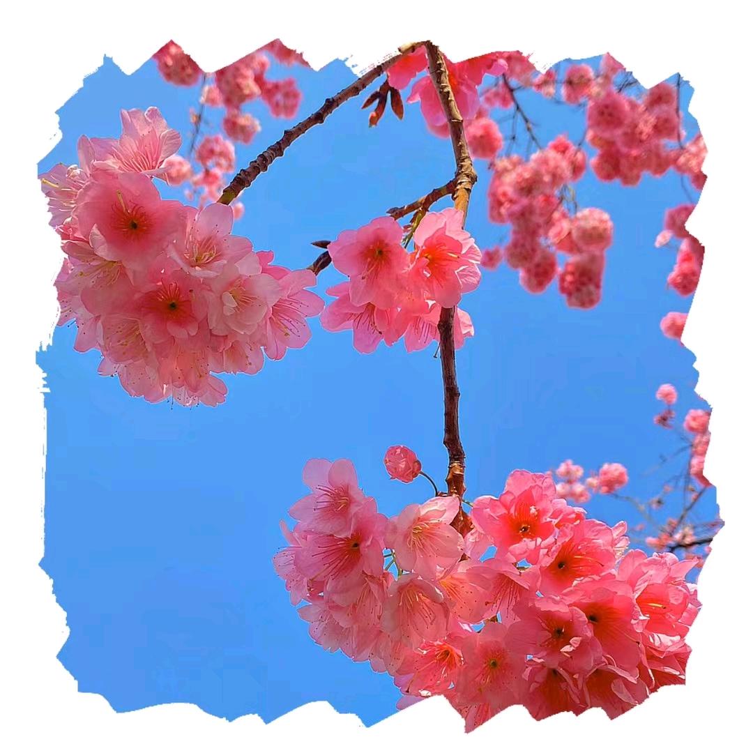 布呐呐 （18：40 开播）