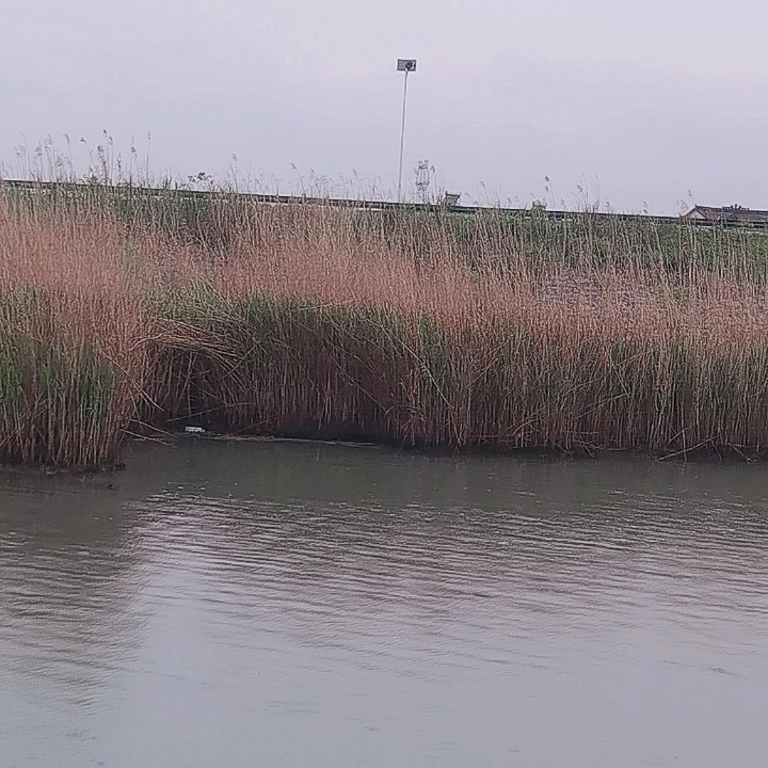 河边的芦苇荡
