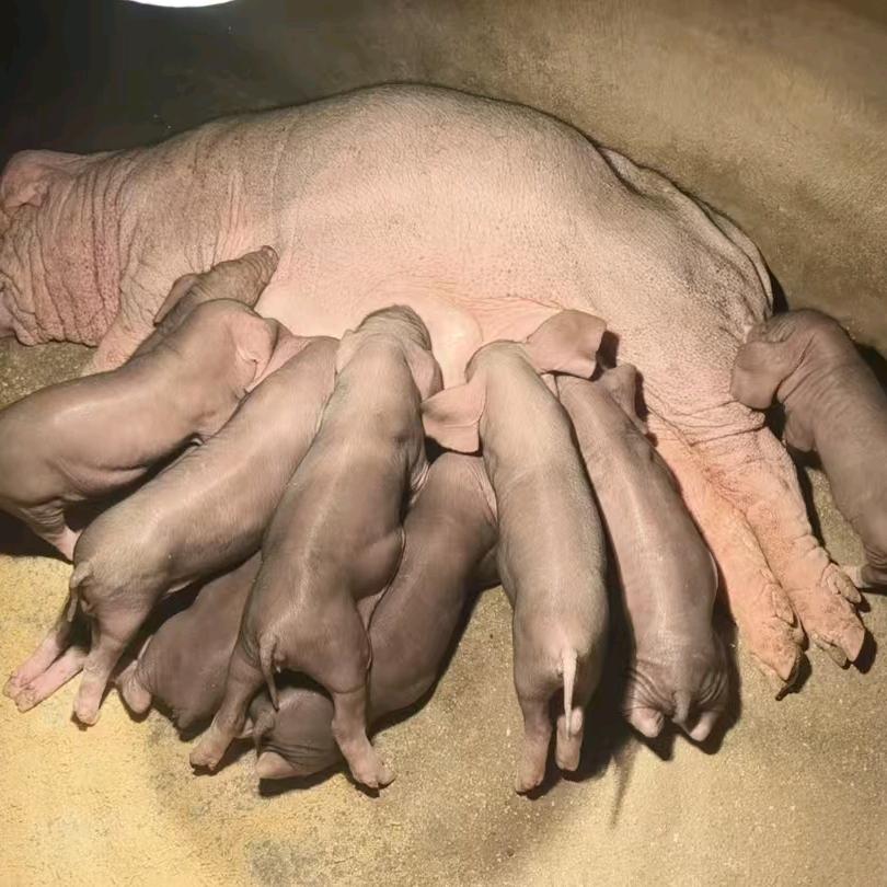 专业养殖 太湖母猪